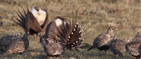 拥有“G*杯罩**”的雄鸡——艾草松鸡，女生看了都自愧不如
