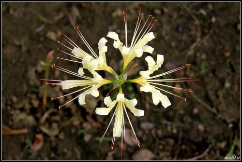 曼珠沙华和哪种花一起好看 (昙花曼珠沙华)