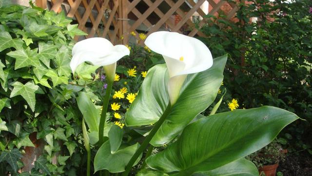 马蹄莲养殖方法马蹄莲有毒吗,马蹄莲滴水观音的养殖方法