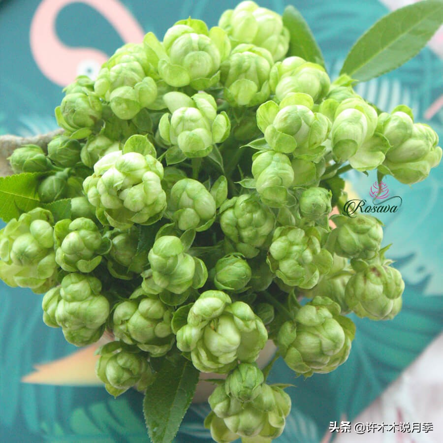 完全无刺的月季花,月季没刺的品种