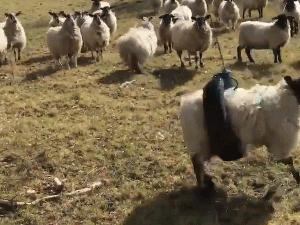 木屋烧烤夏季也有烤全羊吗,木屋烧烤的烤全羊