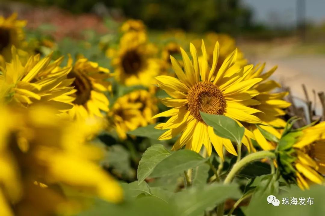 2020美到窒息！珠海的冬天，美炸了