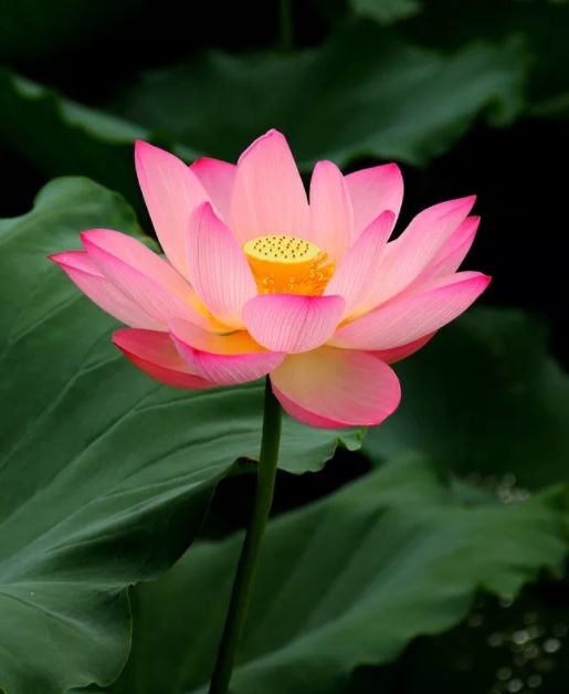 中国水墨荷花欣赏映日荷花别样红,映日荷花别样红写的是哪里的荷花