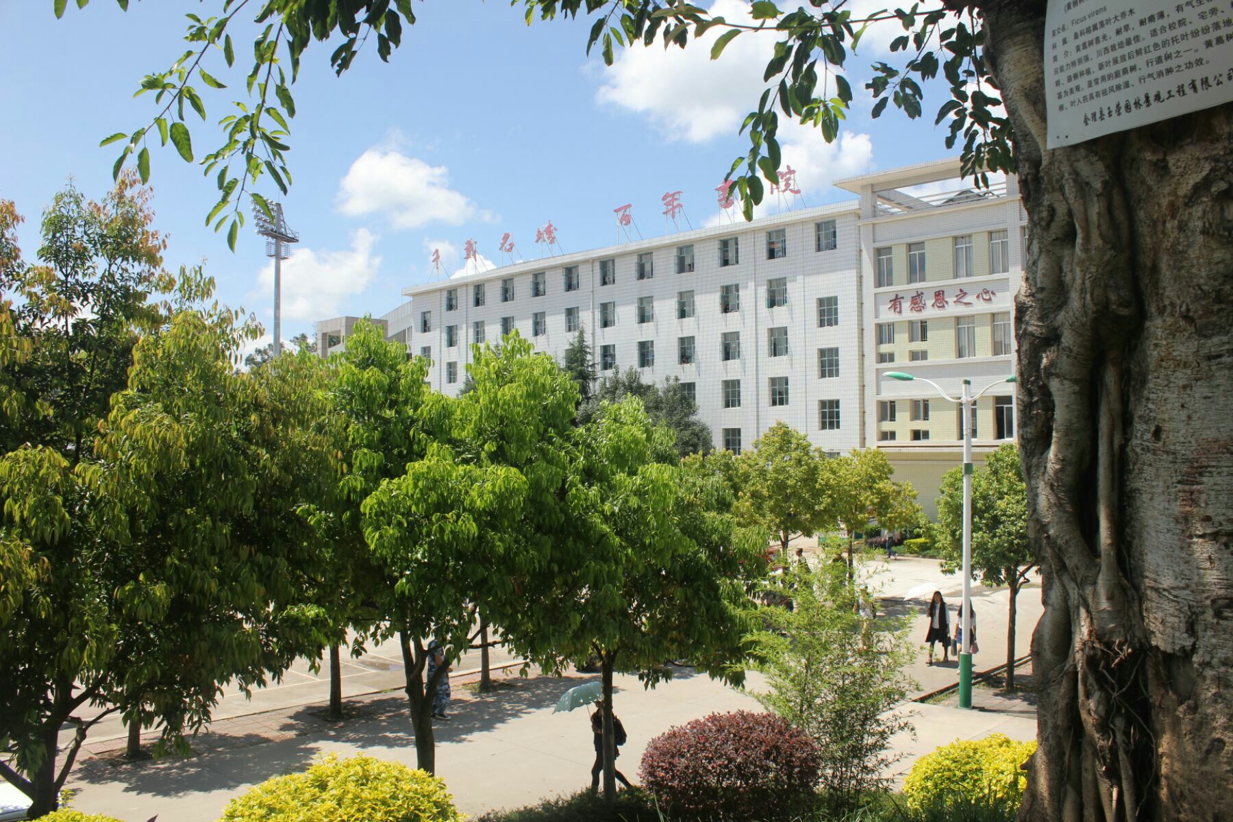 四川凉山2020高考，西昌一中一本数领先，盐源中学斩获州理科状元