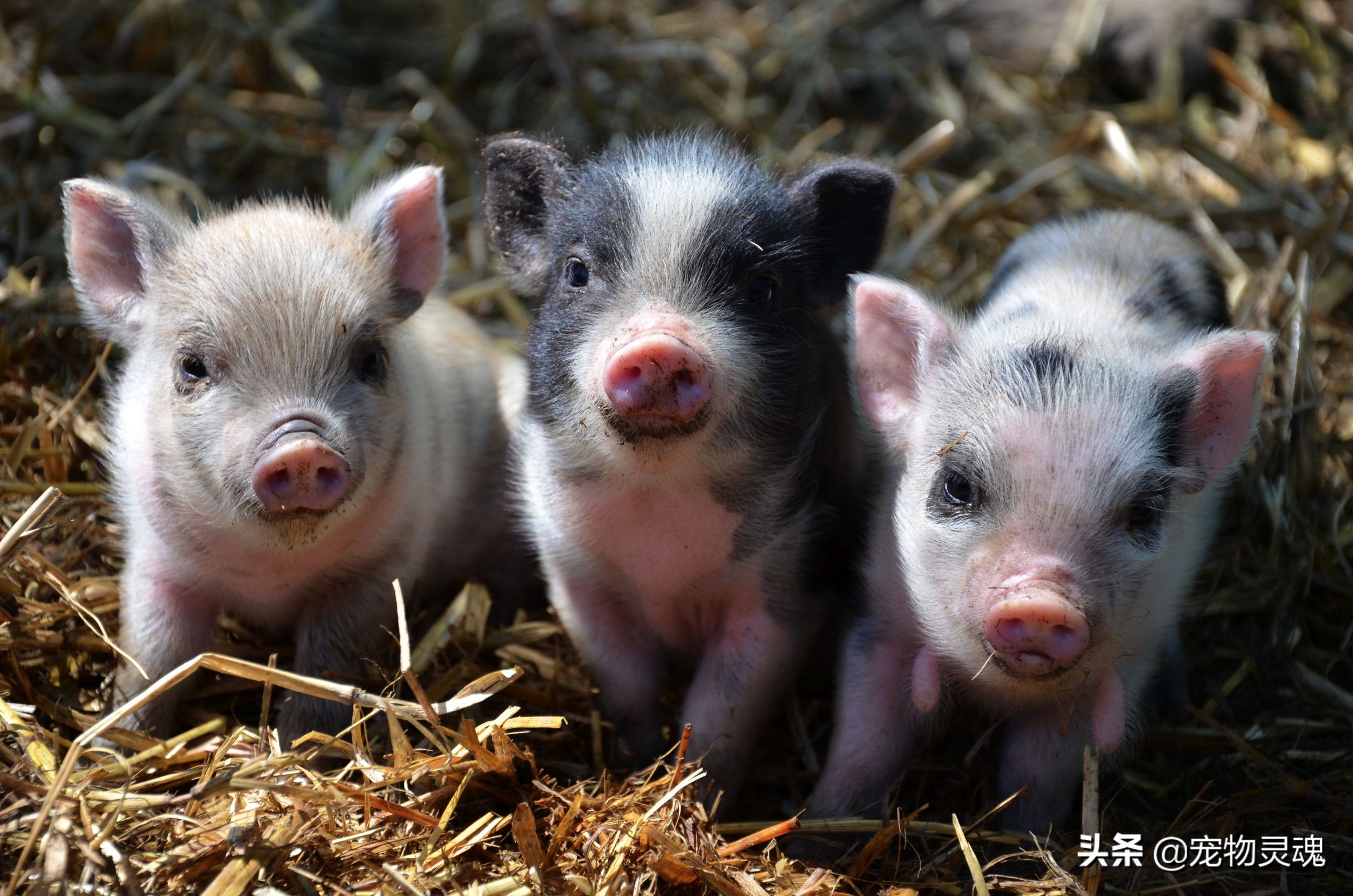 新手养宠物猪要注意哪些问题,养一只宠物猪需要准备什么