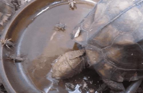 有一种龟为什么叫锯缘龟,锯缘龟八角灵龟