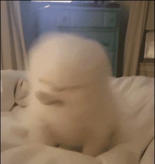 狗狗也有空调病,狗得空调病的症状