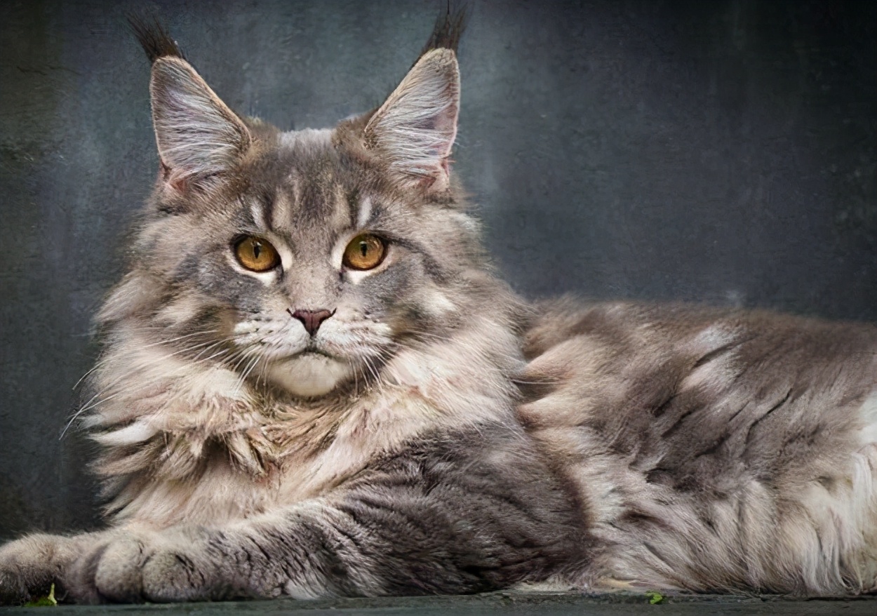 养缅因的缺点,不养缅因猫的6个理由太可怕了