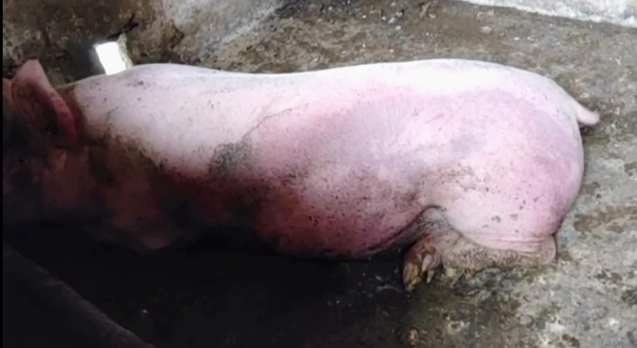 猪皮肤全身发紫怎么治,猪身上发紫怎么治疗土方法