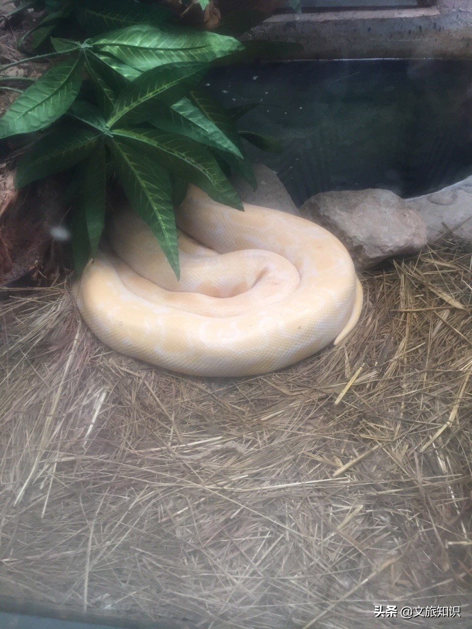 山东德州动植物园旅游区,德州市动植物园视频