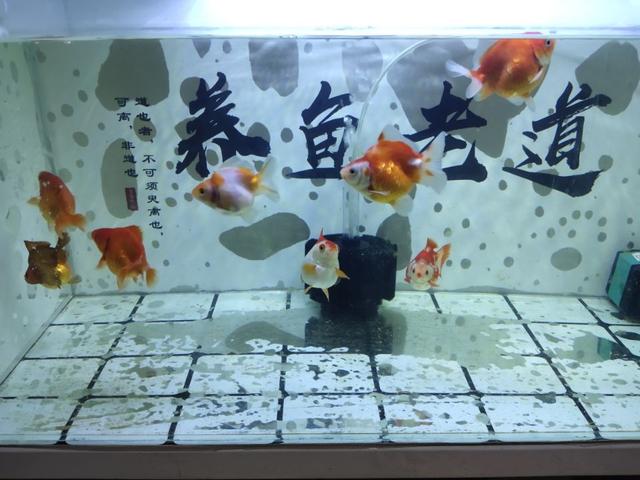 没有金鱼饲料给金鱼吃什么,金鱼除了吃鱼饲料还可以吃什么