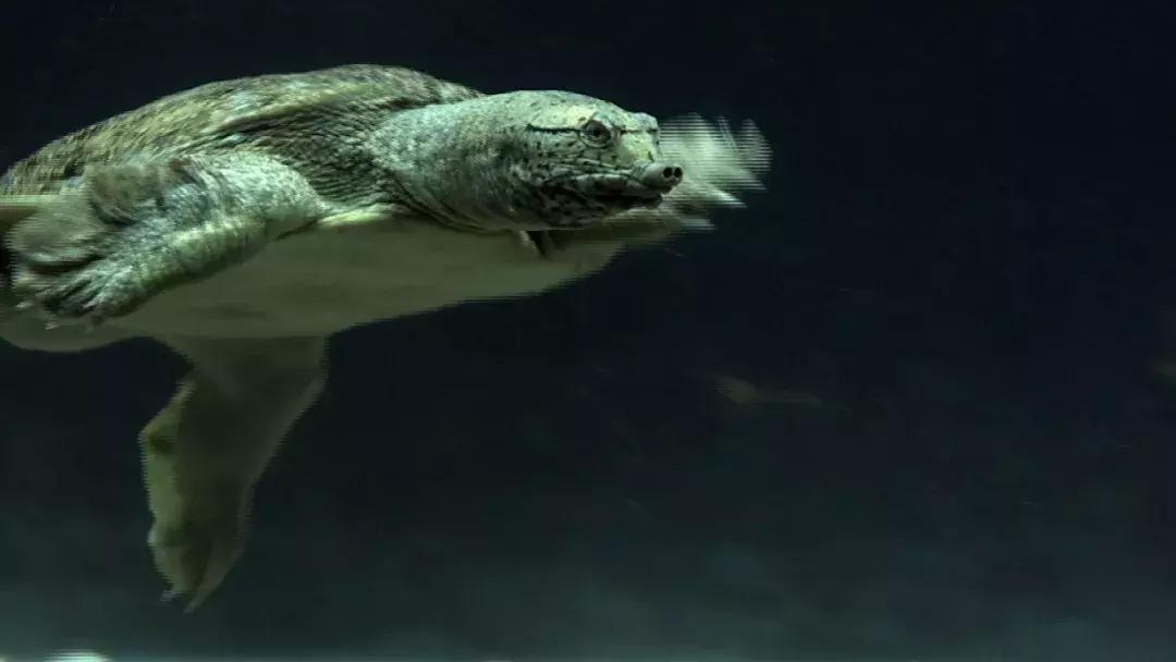 归毛头搞养殖不龟毛