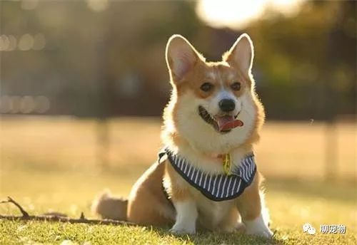 适合小学生养的狗最便宜的小型犬,智商最高的狗狗品种小型犬