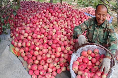 运城苹果哪里的出名,运城苹果好吃吗