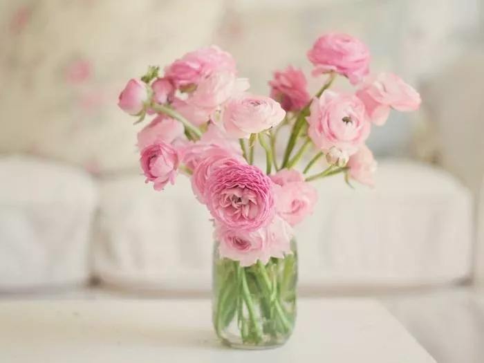 用什么叶面肥叶片黑又亮,养护叶片最好的叶面肥