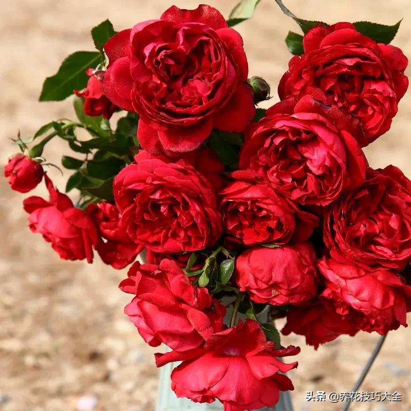 四季开花的月季又香又好养有几种,最漂亮10种盆栽月季