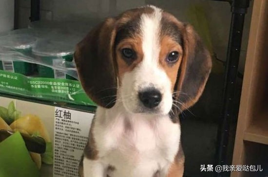 狗狗大便带血有几种原因怎么处理,狗狗大便带血的原因和解决方法