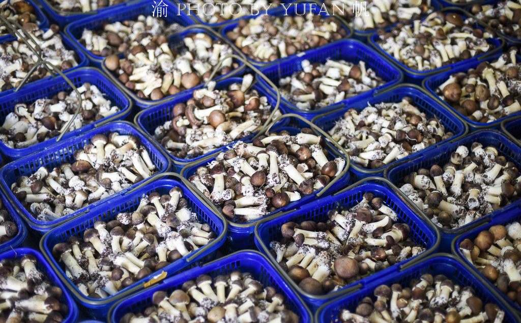 受新冠疫情影响，重庆潼南10万斤姬松茸销售受阻，老板欲哭无泪