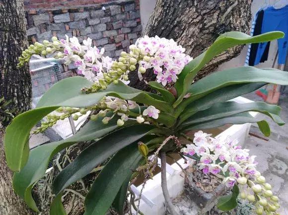 开花时间最长最香最好养的兰花,一年四季开花的兰花有几种