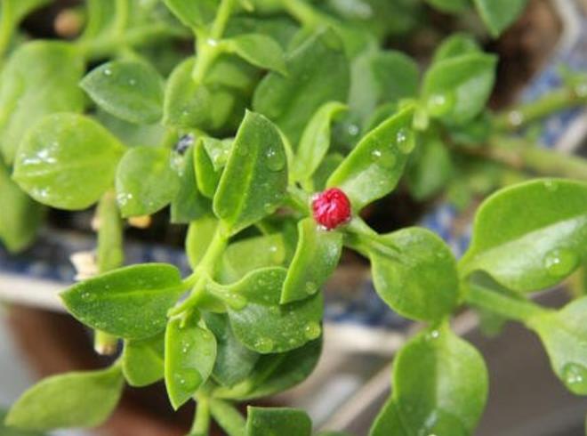 口红花的养殖方法和注意事项,口红花怎么养步骤教程