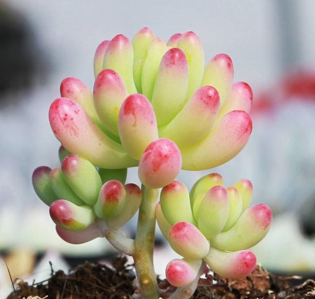 红稚莲多肉徒长除了砍头还能怎样,多肉徒长了砍成光杆还能发芽吗