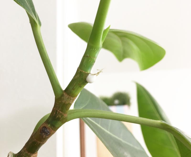 常见的榕属植物,美如画的树