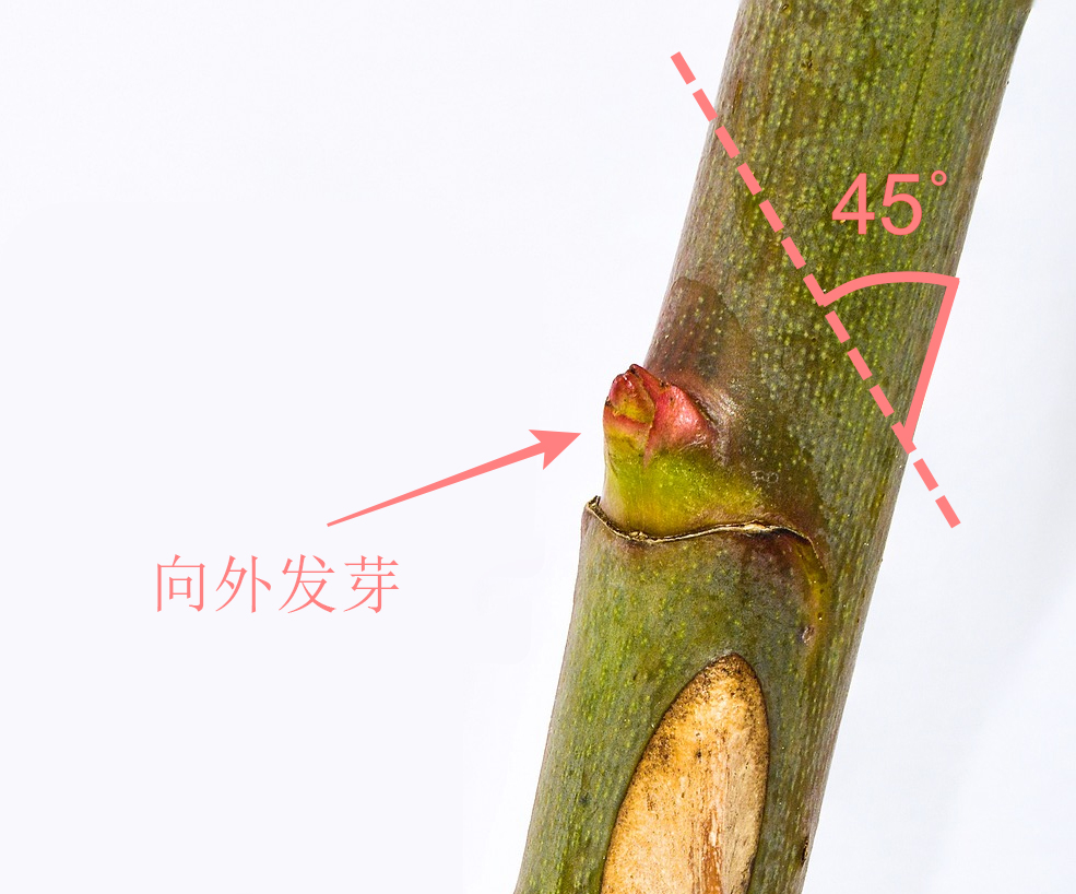 玫瑰不容易种活,玫瑰种植易养活