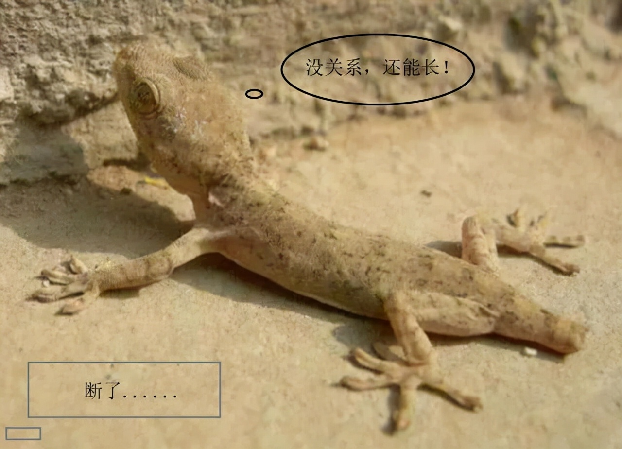 对人无毒的壁虎为何是五毒之一,人畜无害的壁虎为什么无毒