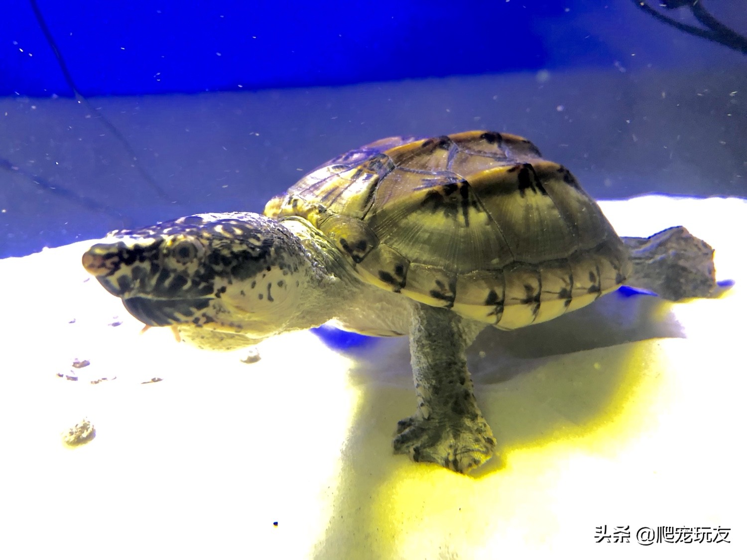 墨西哥巨蛋龟苗价格,三大巨蛋哪个好养