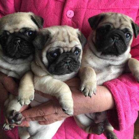 巴哥怎么养健康,怎么给巴哥快速补充营养