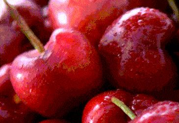 昌平哪里有采摘樱桃的地方,摘樱桃昌平