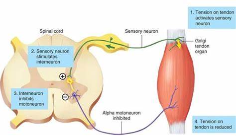 教你如何正确的拉伸,如何学会正确的拉伸