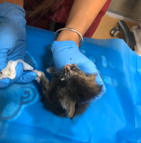 捡到一只流浪猫眼睛烂了怎么办,捡了一只生病的小奶猫