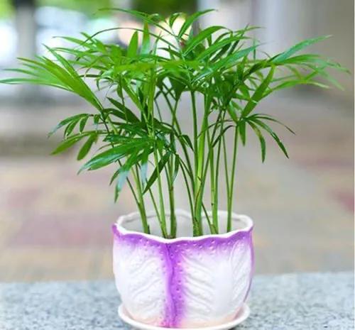 盆栽袖珍椰子养殖视频播放,袖珍椰树盆栽怎么养