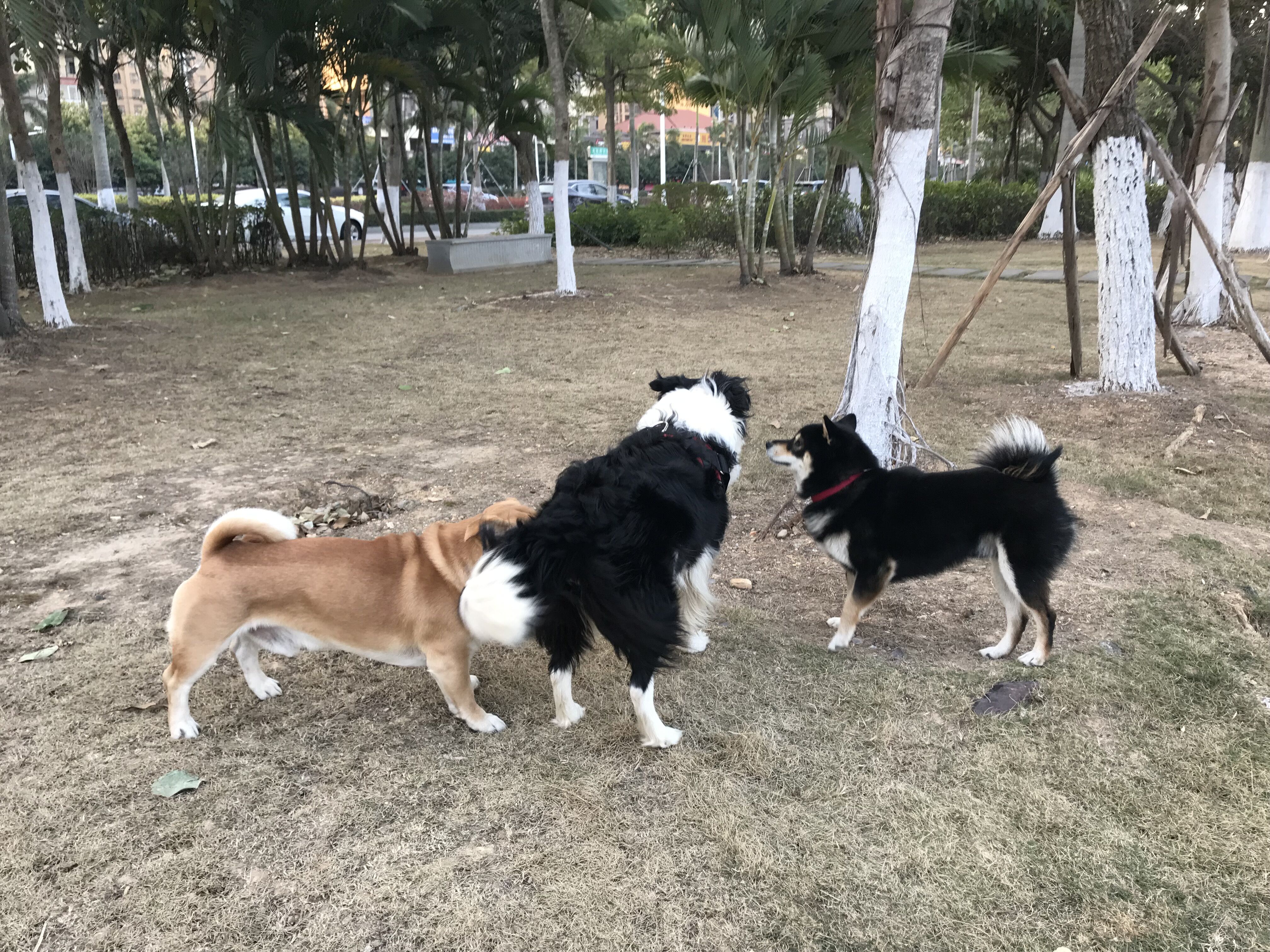 又见东兴,故地重游口岸都关闭了,不同时间不同伙伴不同心情