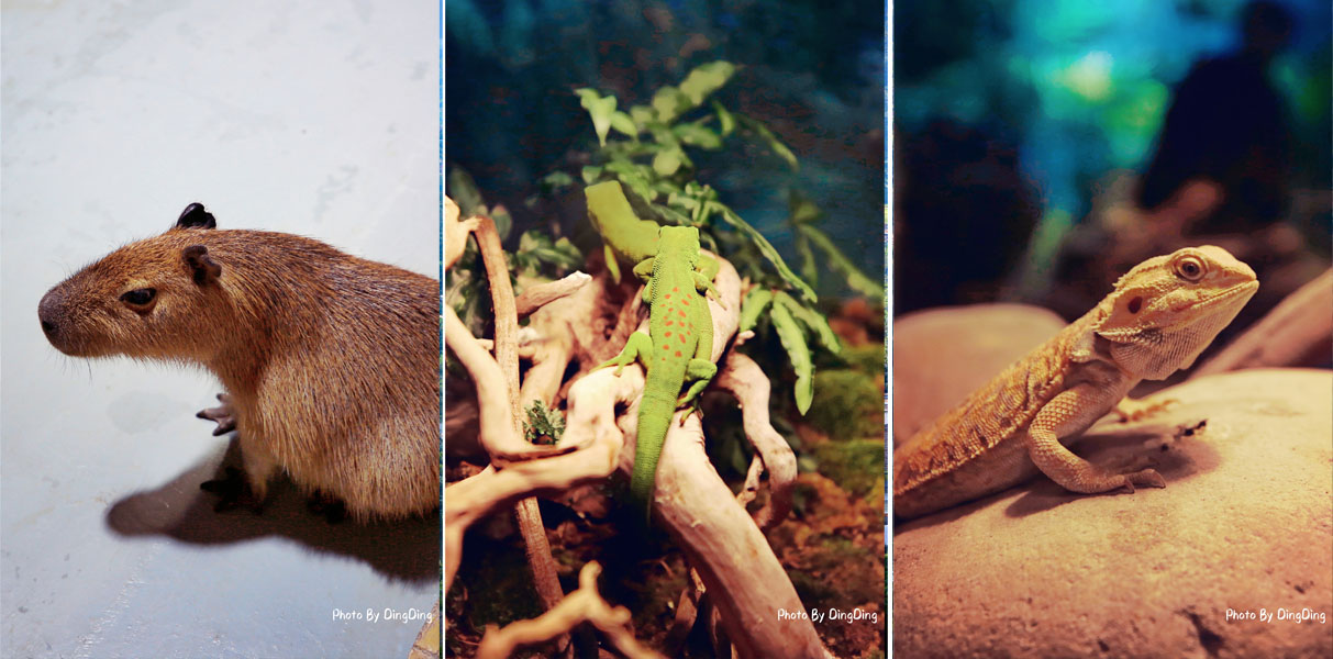 迪士尼能走多远,迪士尼乐园有多远