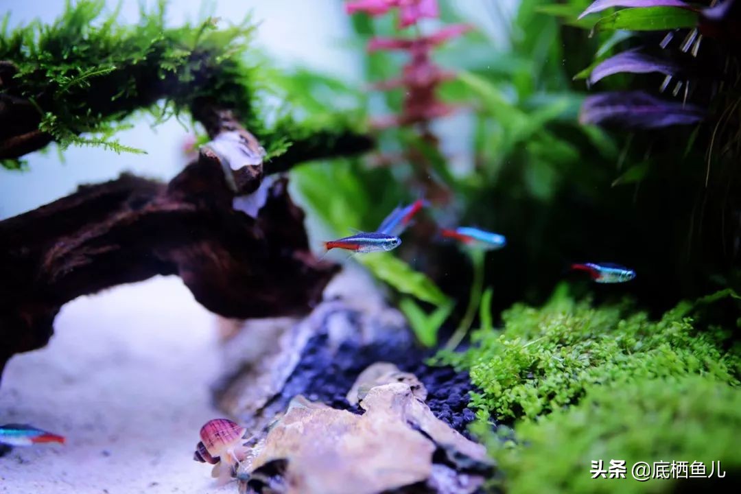 树脂假山种什么植物好,树脂做大型假山