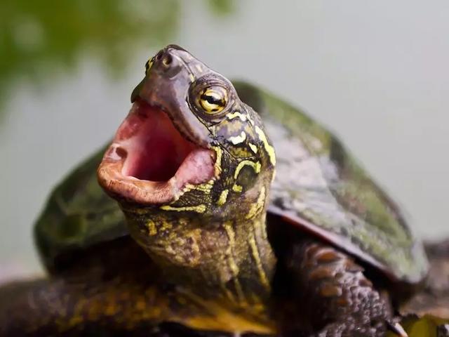 你知道乌龟能活多少岁吗,巴西涂了漆的龟能活多久