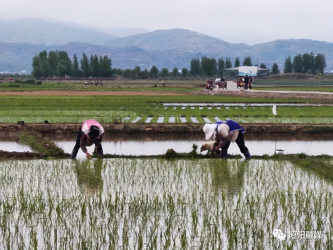 在希望的田野上高清图片,在希望的田野上的视频