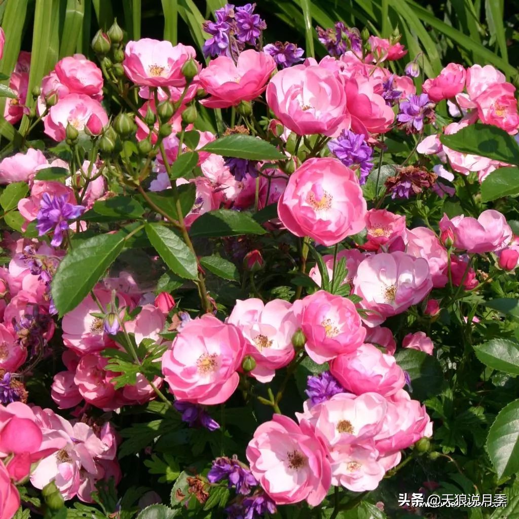 4月最浪漫的一次花开，是171个低价月季小苗带来的巅峰时刻！