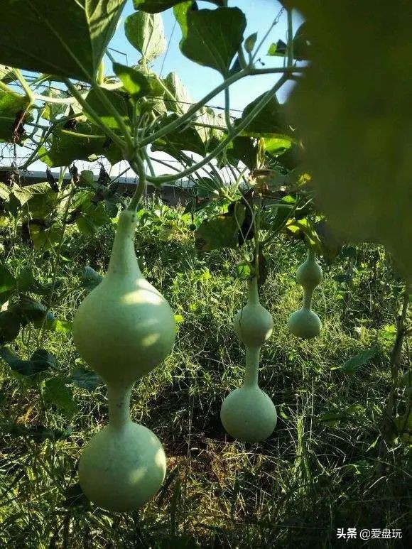 一把葫芦卖到上千上万，连种子都“千金难求”