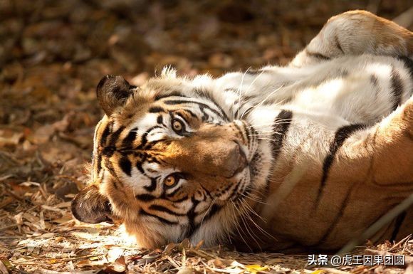 巴梅拉雄虎,传奇虎王战斗视频