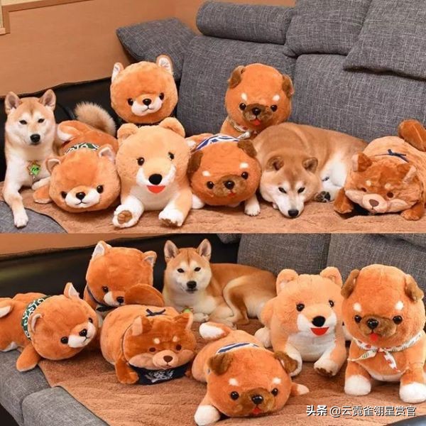 日本一博主给自家的两只柴犬买了几十只玩偶每天上演真实版找不同