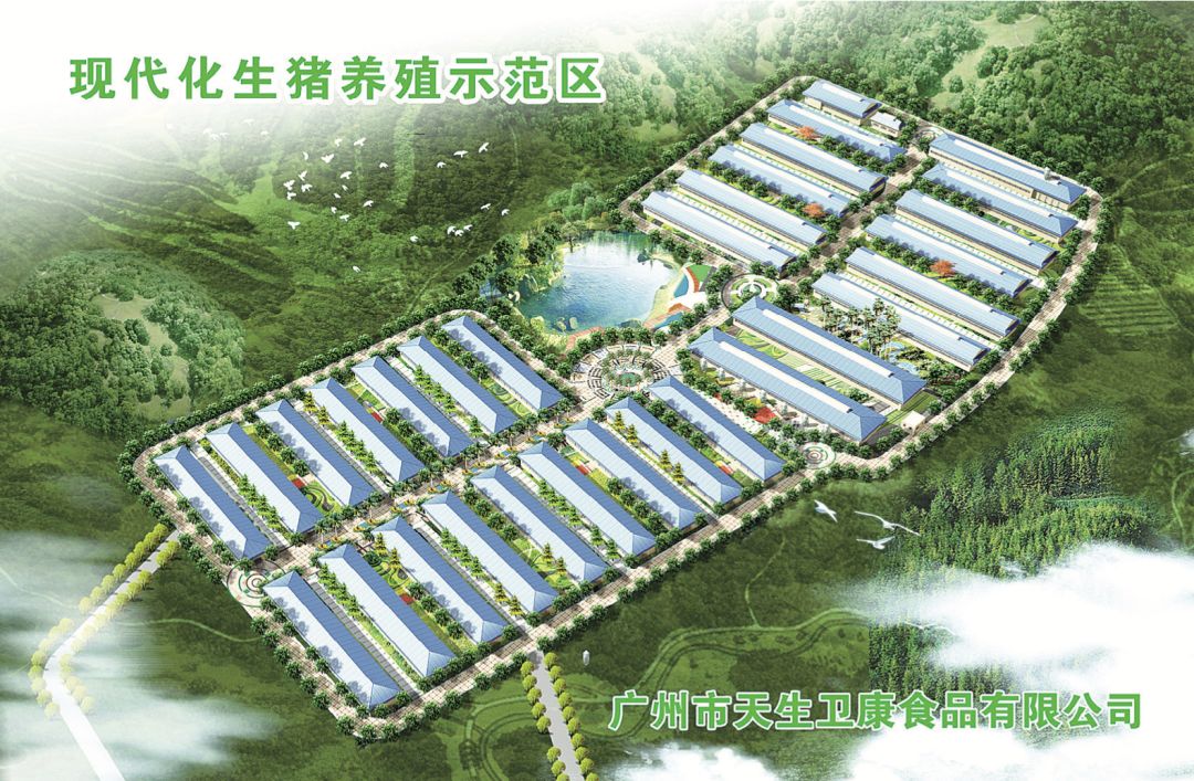 强！这家深居广州的万头母猪场，2019年实现广州规划的一半生猪出栏目标