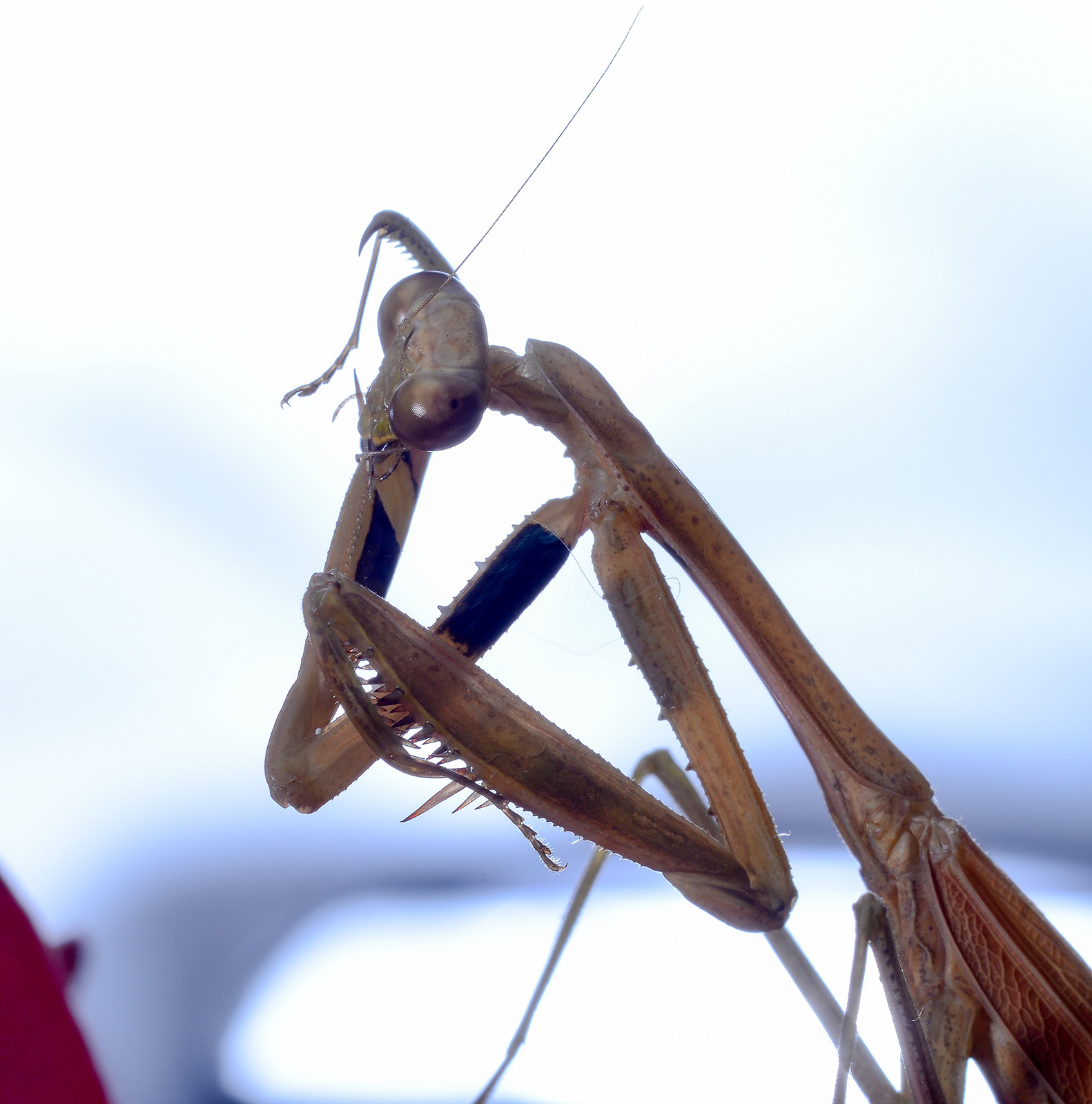 第14篇，尼康相机的标头-2021年元旦快乐