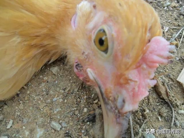老兽医:鸡群10种异常呼吸音“一病一图”汇总,建议养鸡人看看