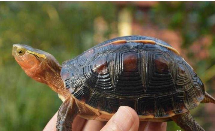 黄缘龟饲养如何避免臭味,黄缘母龟壳被咬坏了怎么处理