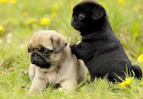 巴哥犬厉害吗,巴哥犬好养吗优缺点有哪些