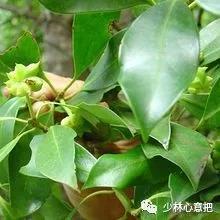 中药图片大全名称,中药图片大全带药名高清