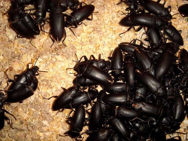 黄粉虫是环节动物吗,黄粉虫有什么生长习性